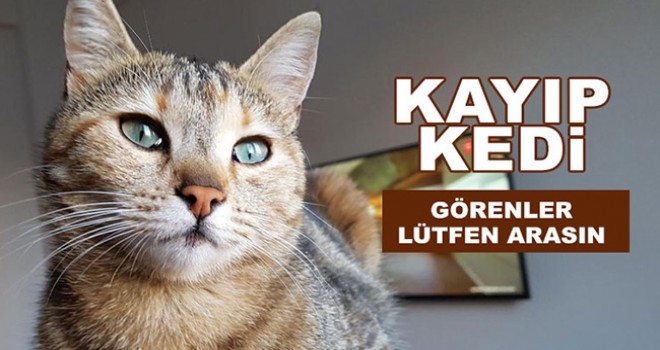 Karaman'da kayıp kediyi sahibi özlemle bekliyor