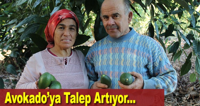 Denemek için ektikleri avokadoya talep artıyor
