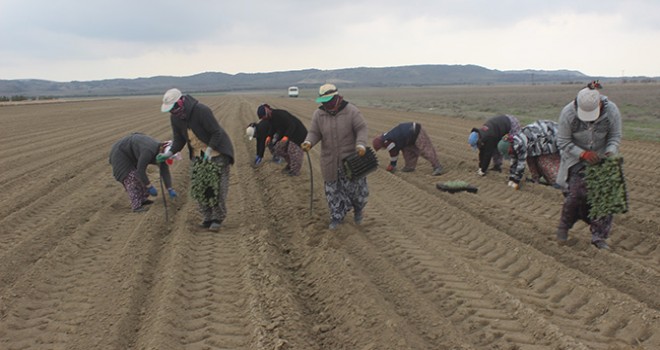 Karapınar'da mera ıslahı için tohumluk fide dikimi