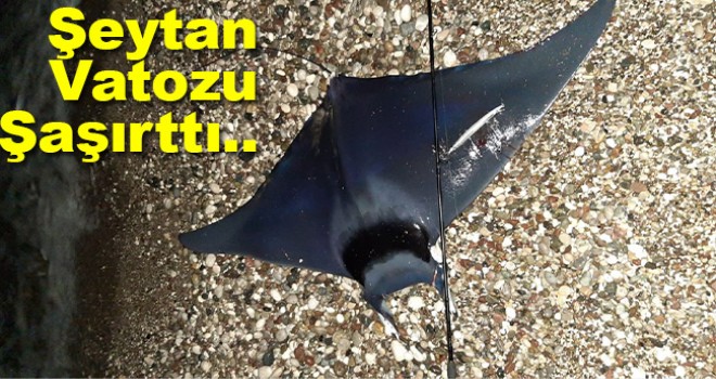 Akdeniz Körfezi'nde yakalanan 