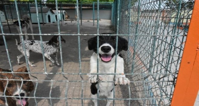 Hayvan bakım evindeki köpeklerin öldürüldüğü iddia edildi