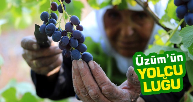 'Üzüm'ün yolculuğu sanal sergide gözler önüne serildi