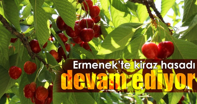 Güneyyurt'ta kiraz hasadı devam ediyor