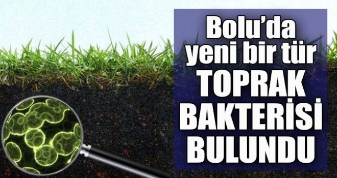 Yeni bir tür toprak bakterisi keşfedildi
