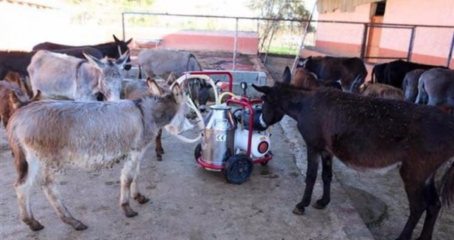 Şifayı Eşek Sütünde Buldu