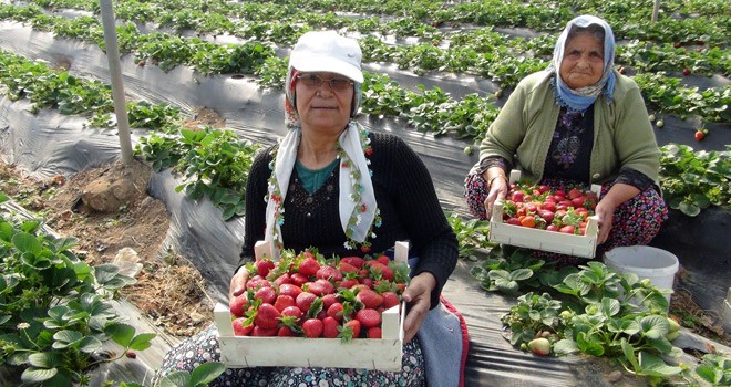 Çilekte İhracat Patlaması