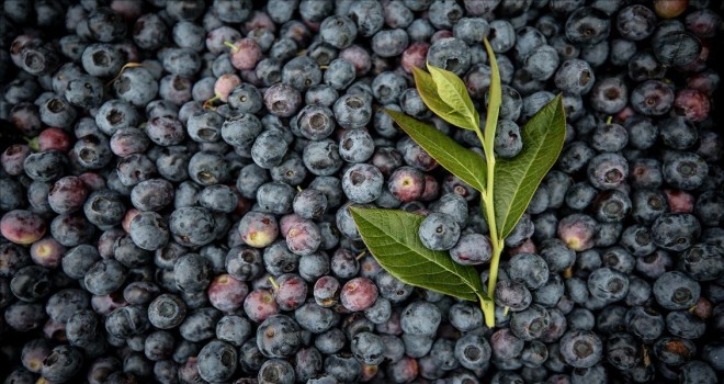 Antalya'dan Hong Kong'a 'yaban mersini' ihracatı