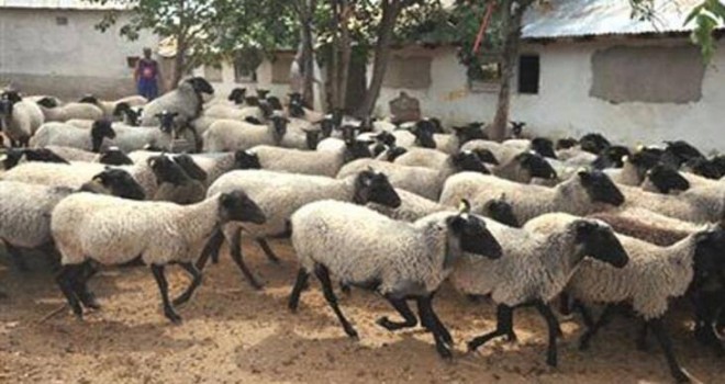 Tam 31 Koyun Çaldılar