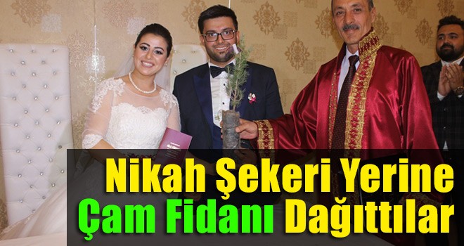 Nikah Şekeri Yerine Çam Fidanı Dağıttılar