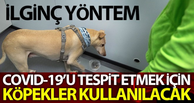 Covid-19'u tespit etmek için eğitimli köpekler kullanılacak