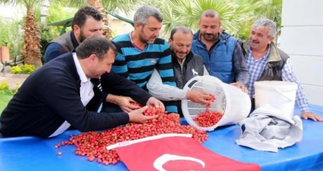 İlk Hasadı Yapıldı! Kilosu 150 TL