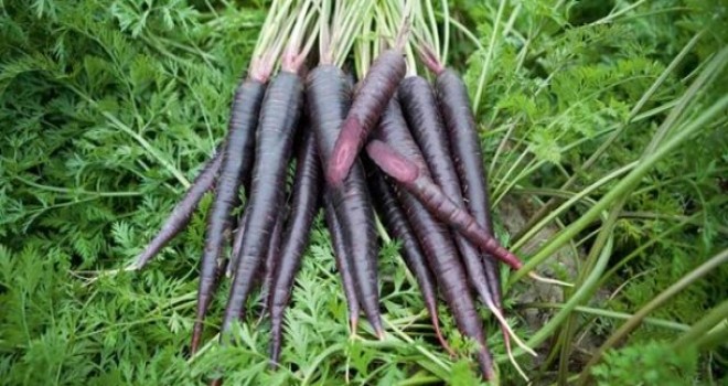 Ereğli'nin Siyah Havucu 25 Ülkenin Gıdasını Renklendiriyor