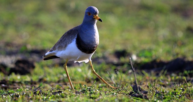 Türkiye'de Yeni Bir Kuş Türü Tespit Edildi