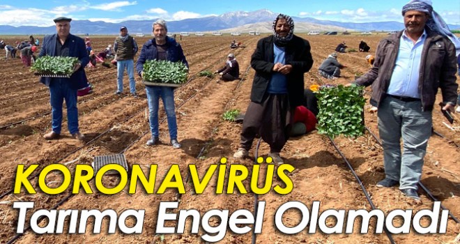 Karaman'da Korona Tarıma Engel Olamadı