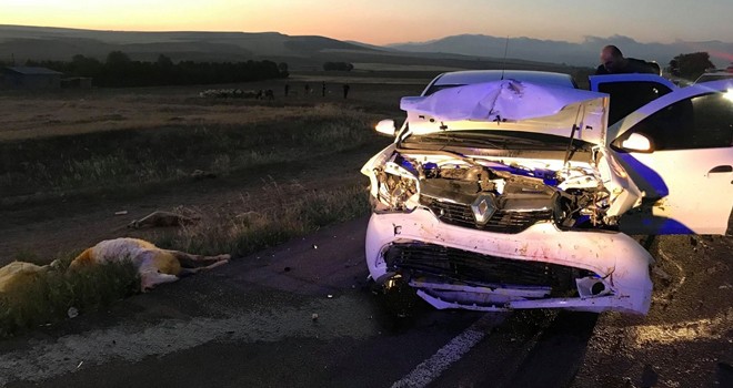 Otomobil Koyun Sürüsüne Çarptı