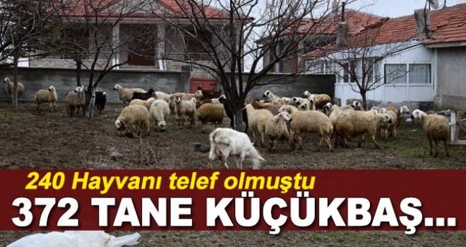 240 hayvanı telef olan üreticiye yardım eli