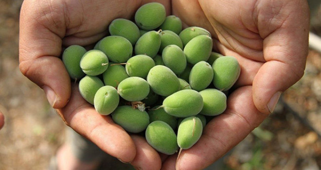 Çağlanın kilosu 100 TL'den satılıyor