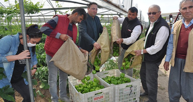 Rusya'ya dolmalık biber ihracatı