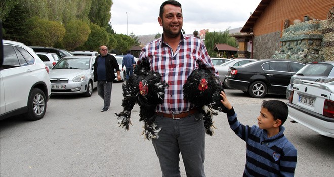 Tavuk ve Horoz 8 Bin Liraya Satıldı
