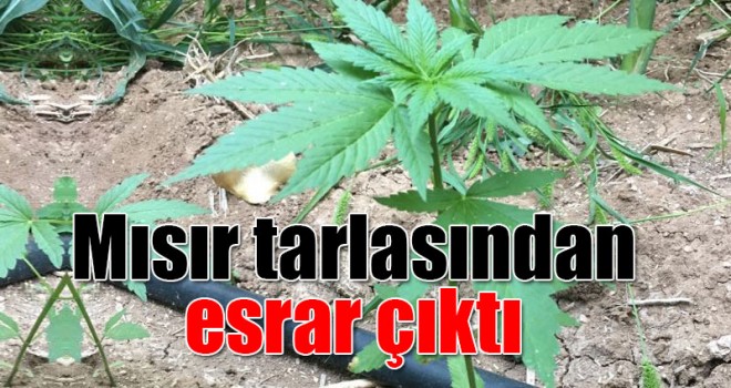 Mısır Tarlasından Esrar Çıktı