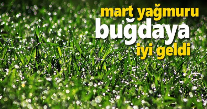 Martta artan yağışlar buğdaya yaradı