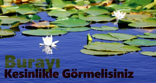 Eşsiz güzelliğe sahip nilüferler suda görsel şölen sunuyor