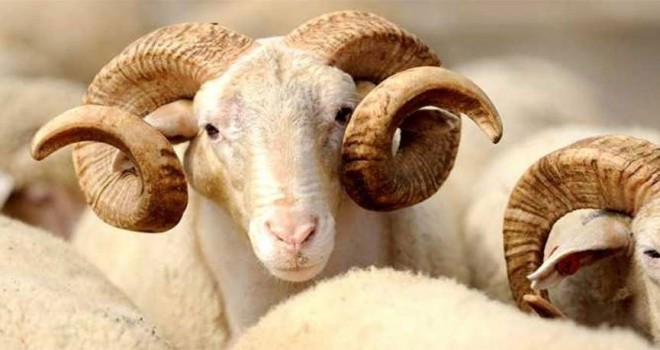 Kurban Bayramında Jandarma Uyarıyor