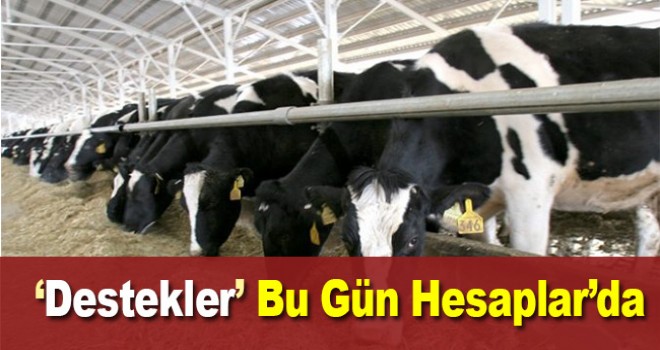 Bakan Pakdemirli açıkladı! Bugün hesaplara yatacak