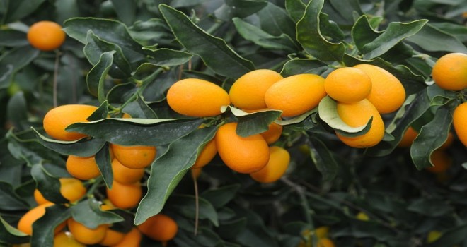 Üretim miktarı 6 bin tona kadar yükseldi: Kilosu 20 lira