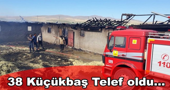 Çıkan yangında 38 küçükbaş hayvan telef oldu