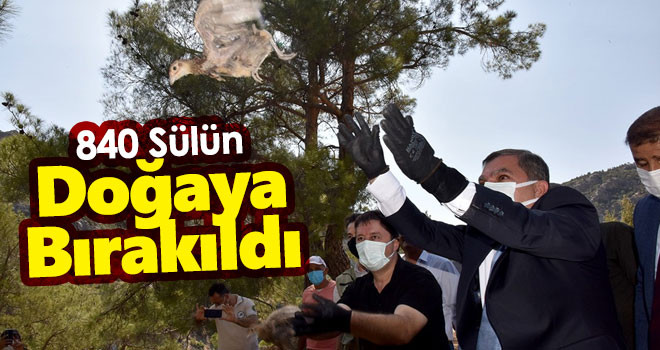 Karaman'da 840 sülün doğaya bırakıldı