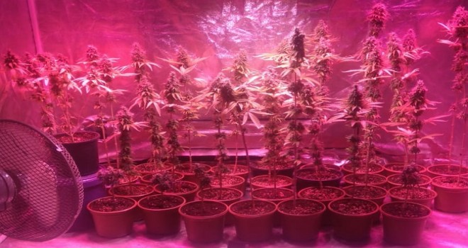 Kenevir yetiştirdiği öne sürülen zanlı tutuklandı