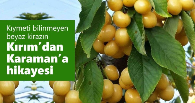 Kıymeti Bilinmeyen Beyaz Kiraz