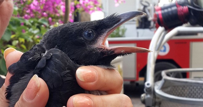 Yuvasından düşen karga yavrusu için itfaiye seferber oldu