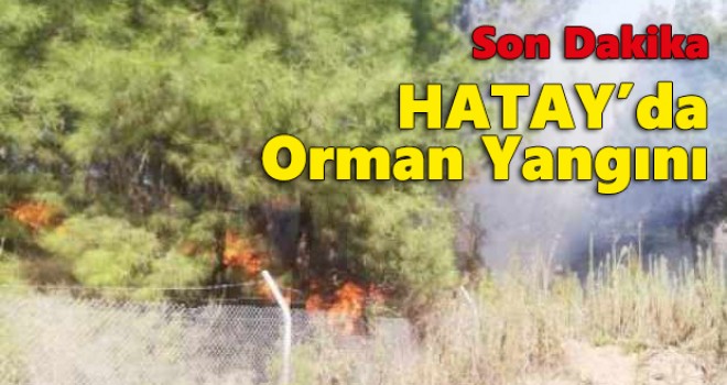 İskenderun'da orman yangını çıktı!