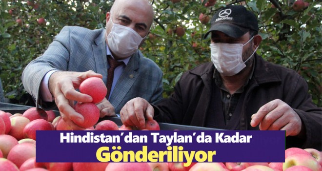 Türkiye’nin elma deposu Karaman'da son hasat yapıldı