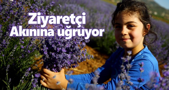 Konya'da erken dönem lavanta hasadı başladı