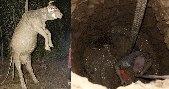 Kuyuya Düşen İnek Vinçle Kurtarıldı