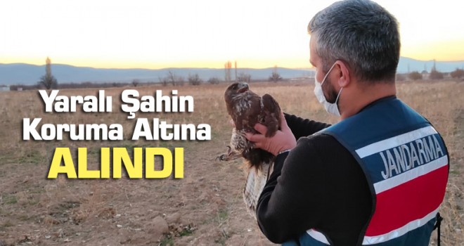 Jandarmanın bulduğu yaralı şahin koruma altına alındı