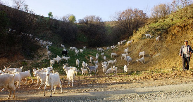 Ankara keçisi yetiştiriciliğine yeniden başladılar