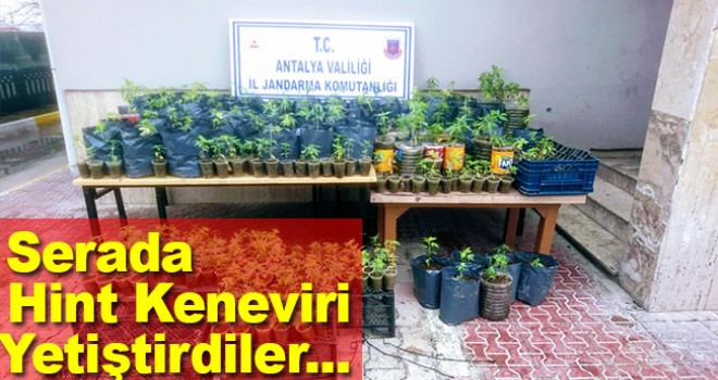 Antalya'da serada Hint keneviri yetiştiren baba oğul tutuklandı