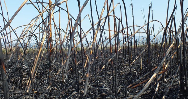 Göksu Deltası'nda yangın