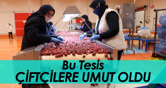 'Meyve kurutma ve dondurma tesisi' çiftçilere umut oldu