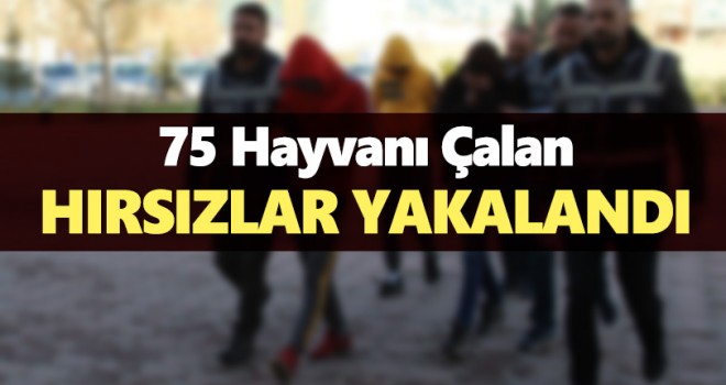 Küçükbaş hayvan hırsızları yakalandı