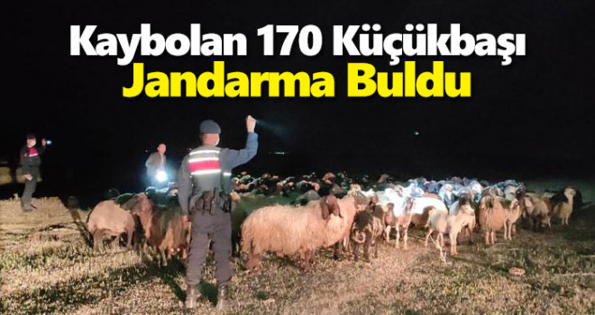 Kayıp koyunları jandarma buldu