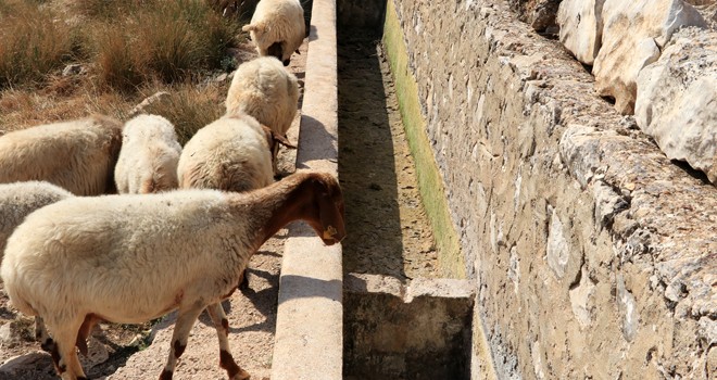 Çukurbağlı besiciler su sorunlarına çözüm istiyor