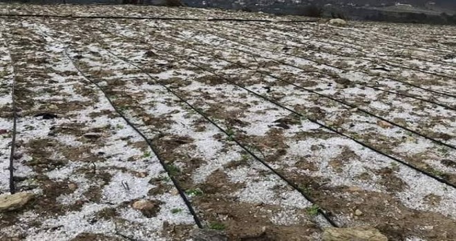 Etkili olan dolu tarım alanlarına zarar verdi