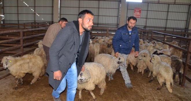 Köyüne Geri Dönene 300 Koyun+Maaş