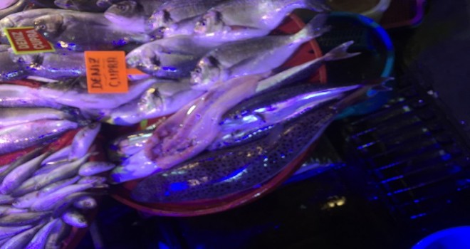 Balıkçı tezgahında sergilenen balon balıklarına el konuldu