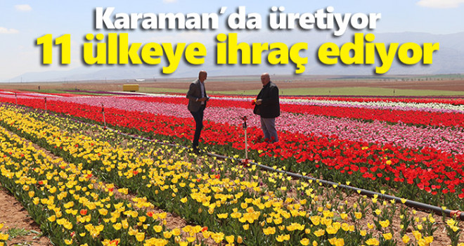 Karaman'da üretilen laleler 11 ülkede park ve bahçeleri süslüyor
